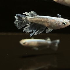【めだか】グラディオ　♂2 ♀3   メダカの画像