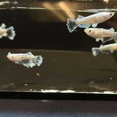 【めだか】グラディオ　♂2 ♀3   メダカの画像