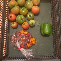 朝一収穫した傷物🍅と🫑とミニトマト