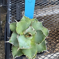 アガベ　フィリグリー　３番の画像