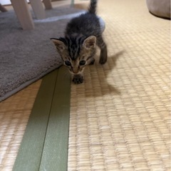 子猫