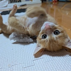 用水に落ちてたミルクボーイ