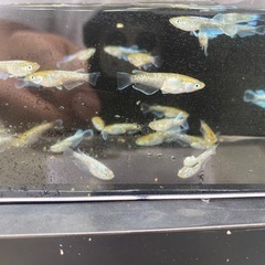 エメキンの画像