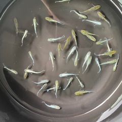 エメキンの画像