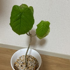 フィカスウンベラータの画像