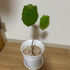 フィカスウンベラータの画像