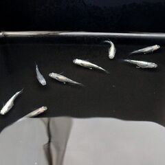 ミックスメダカ　成魚　１セット限定　卵付き　めだかの画像