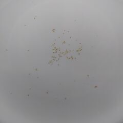 ミックスメダカ　成魚　１セット限定　卵付き　めだかの画像