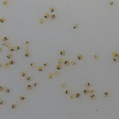 ミックスメダカ　成魚　１セット限定　卵付き　めだかの画像