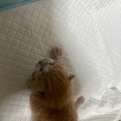 先程保護したてです