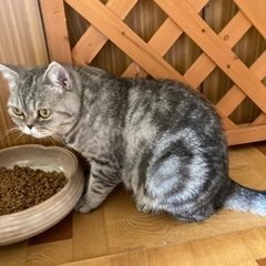 スコティッシュの女の子 - 猫