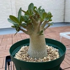 植物の画像