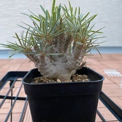 植物