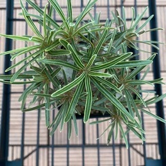 植物の画像