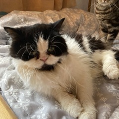 エキゾチック風のスコティッシュの女の子 - 猫