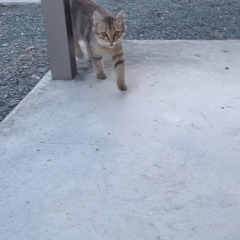 里親募集です。野良猫の子猫ちゃんです。