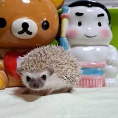 ✨人慣れ抜群ハリネズミベビー & ボストンテリア  誕生致…