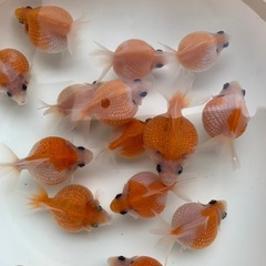 ピンポンパールの画像