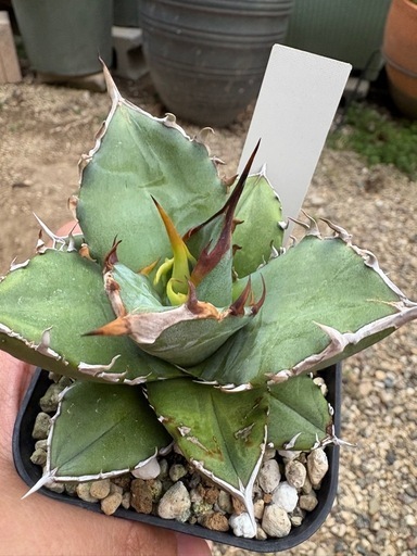 アガベ　実生　特選株　2