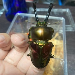 ニジイロクワガタ　ペアの画像