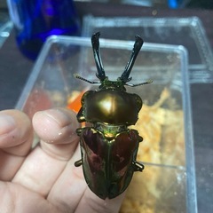 ニジイロクワガタ　ペアの画像