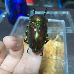 ニジイロクワガタ　ペアの画像