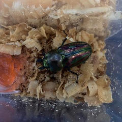 ニジイロクワガタ　ペアの画像