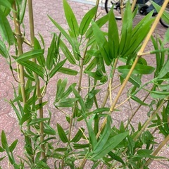 造花　竹林　四つ有り　の画像