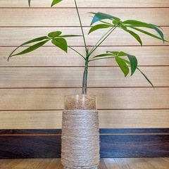 観葉植物　パキラとガラス製鉢カバーの画像