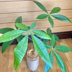 観葉植物　パキラとガラス製鉢カバーの画像