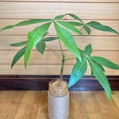 観葉植物　パキラとガラス製鉢カバーの画像