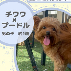 チワプー(チワワ×トイプードル)の男の子