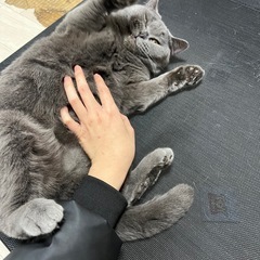 メスのブリティッシュショートヘア - 猫