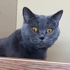 メスのブリティッシュショートヘア