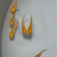 コウテイ メダカ 8匹セットの画像