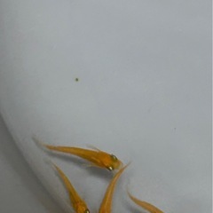 コウテイ メダカ 8匹セットの画像