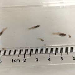 受付終了　エンドラーズ　ジャパンブルー 稚魚５匹前後 ※1セット先着順の画像