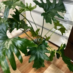 観葉植物　　セリウム