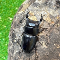 ヤクシャオオクワガタ（ツノボソオオクワガタ）トリオの画像
