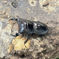 ヤクシャオオクワガタ（ツノボソオオクワガタ）トリオの画像