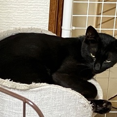 小柄な黒猫さんです。