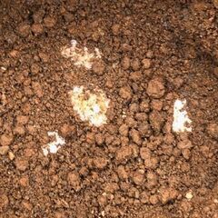 ニホンイシガメ２０２５CB個体 - 静岡市