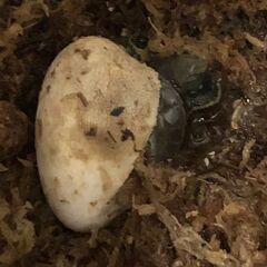 ニホンイシガメ２０２５CB個体 - ペット