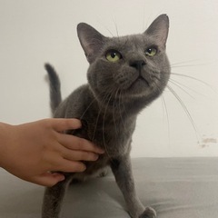 猫ちゃんの里親さんをさがしています。
