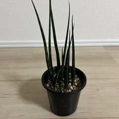 サンセベリア　ファーンウッド　ミカド