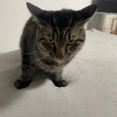 猫ちゃんの里親さんを探しています。 - 里親募集