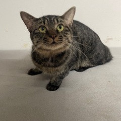 猫ちゃんの里親さんを探しています。