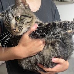 猫ちゃんの里親さんを探しています。 − 神奈川県