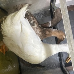 合鴨