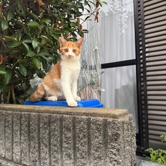 急募　助けてください　白血病陽性　茶白3ヶ月　子猫　